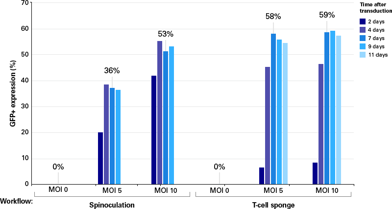 Effective transduction of human primary T cells